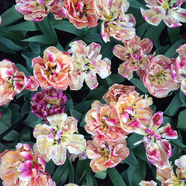 Tulips from Amsterdam