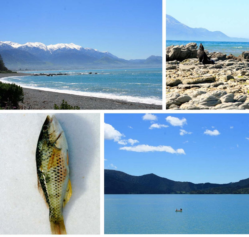 Kaikoura to Kenepuru