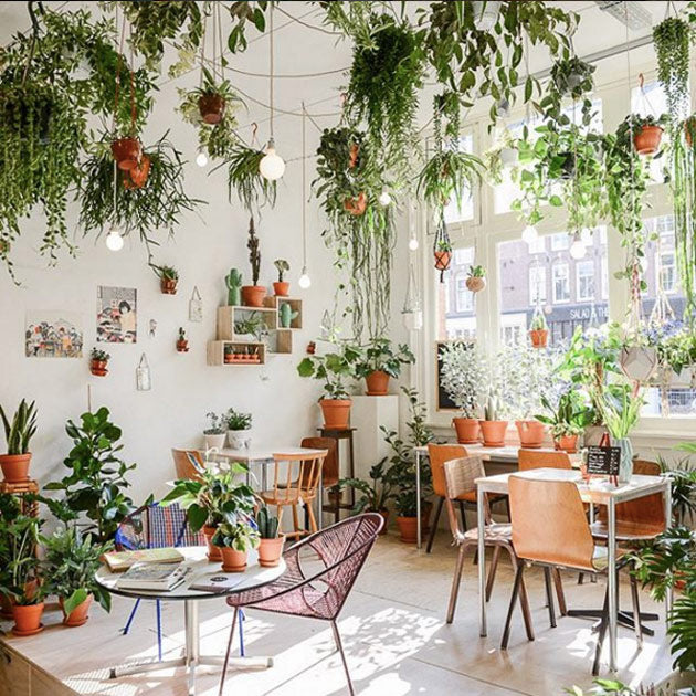 Love of plants